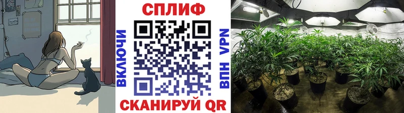 где купить   дарк нет какой сайт  Бошки марихуана марихуана  Шацк 